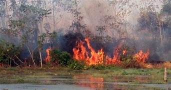 Agrogolpistas: desmatador histórico do Pantanal financiou bloqueios golpistas em rodovias