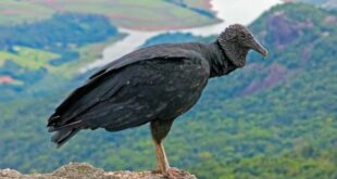 Escândalo: aves infectadas com vírus teriam sido testadas pelos EUA como armas biológicas no Brasil