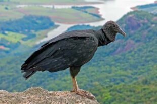 Escândalo: aves infectadas com vírus teriam sido testadas pelos EUA como armas biológicas no Brasil