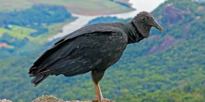 Escândalo: aves infectadas com vírus teriam sido testadas pelos EUA como armas biológicas no Brasil