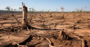 Negacionistas climáticos: Lula vetou 63 pontos da Licença Ambiental Especial; Senado derrubou os vetos