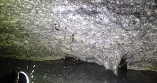 Curiosidade: teia com 111 mil aranhas é achada em caverna