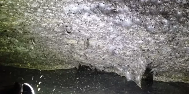 Curiosidade: teia com 111 mil aranhas é achada em caverna