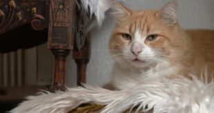 Gato é condenado à 'prisão domiciliar' e dona pode ser multada em R$ 18 mil