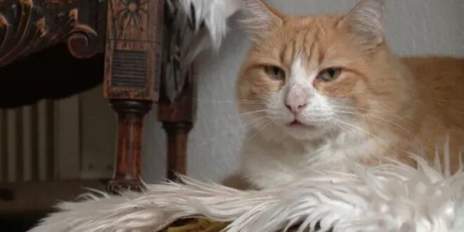 Gato é condenado à 'prisão domiciliar' e dona pode ser multada em R$ 18 mil