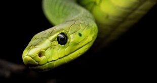 Brasil tem 400 espécies de serpentes; 5 delas estão entre as mais venenosas