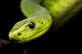 Brasil tem 400 espécies de serpentes; 5 delas estão entre as mais venenosas