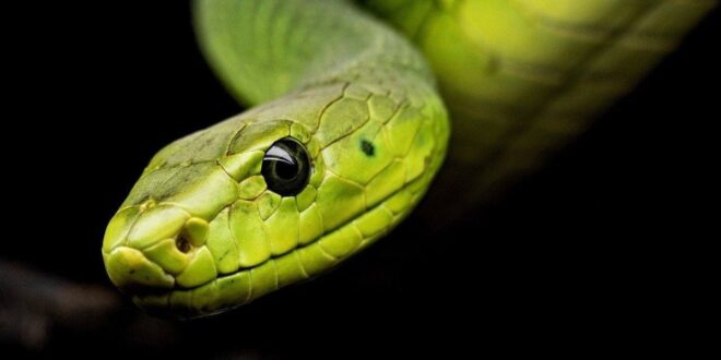 Brasil tem 400 espécies de serpentes; 5 delas estão entre as mais venenosas