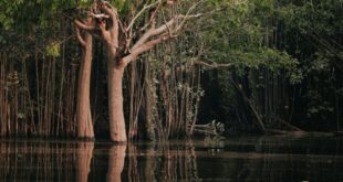COP30: entenda como funciona o Fundo Florestas Tropicais para Sempre, anunciado por Lula