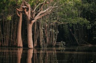 COP30: entenda como funciona o Fundo Florestas Tropicais para Sempre, anunciado por Lula