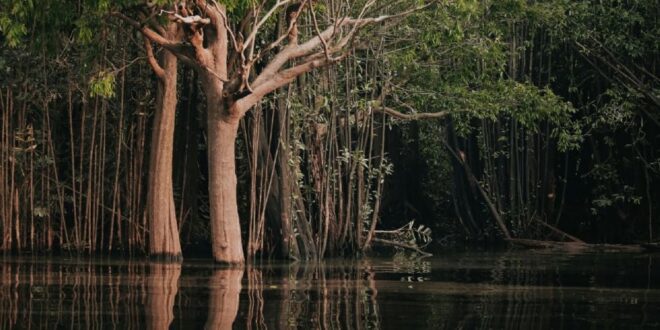 COP30: entenda como funciona o Fundo Florestas Tropicais para Sempre, anunciado por Lula