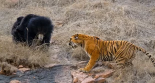 Tigres e ursos e espalham medo no Japão e na Rússia