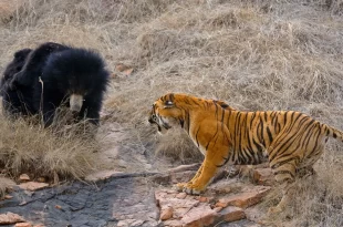 Tigres e ursos e espalham medo no Japão e na Rússia