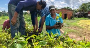 Secretaria de Agricultura abre processo de credenciamento para viveiristas locais produzirem mudas de cacau e café