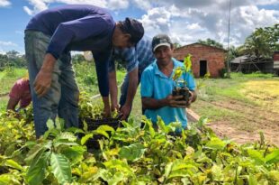 Secretaria de Agricultura abre processo de credenciamento para viveiristas locais produzirem mudas de cacau e café