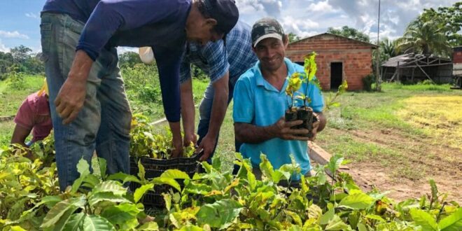 Secretaria de Agricultura abre processo de credenciamento para viveiristas locais produzirem mudas de cacau e café