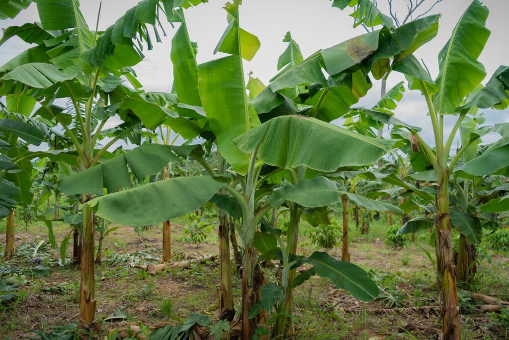 Governo do Acre lança edital para fortalecer a fruticultura e a horticultura nas florestas estaduais