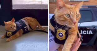 Gato laranja é adotado e vira ‘delegato’ em Delegacia da Mulher