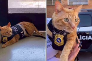Gato laranja é adotado e vira ‘delegato’ em Delegacia da Mulher