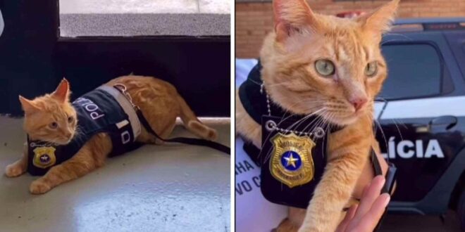 Gato laranja é adotado e vira ‘delegato’ em Delegacia da Mulher