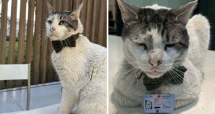 Branquinho, o gato "diplomata" da Embaixada do Brasil no Chile