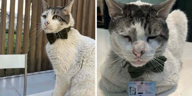 Branquinho, o gato "diplomata" da Embaixada do Brasil no Chile