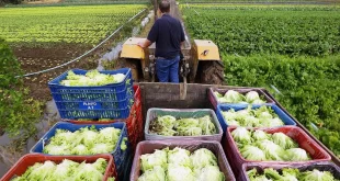 Natal Sem Fome leva alimentos da agricultura familiar para 2 milhões de pessoas