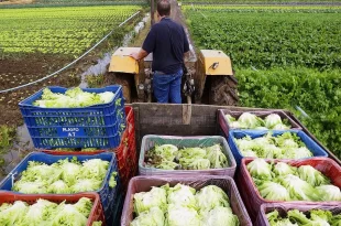 Natal Sem Fome leva alimentos da agricultura familiar para 2 milhões de pessoas