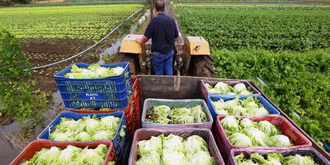 Natal Sem Fome leva alimentos da agricultura familiar para 2 milhões de pessoas