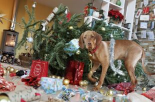 Bem Viver: 6 coisas que você deve evitar para não brigar com a sua família no Natal