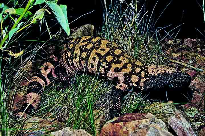 Lagarto venenoso foi chave para desenvolvimento de ‘canetas emagrecedoras’