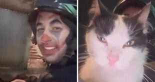 Motoboy aceita gato como parte de pagamento de entrega