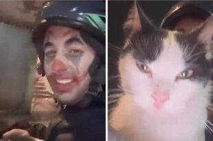 Motoboy aceita gato como parte de pagamento de entrega
