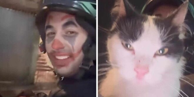 Motoboy aceita gato como parte de pagamento de entrega