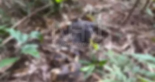 Violência no Acre: ossada de adolescente é encontrada em área de mata