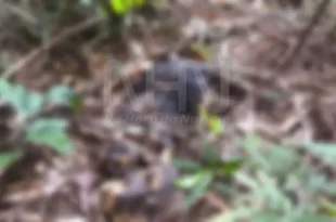 Violência no Acre: ossada de adolescente é encontrada em área de mata