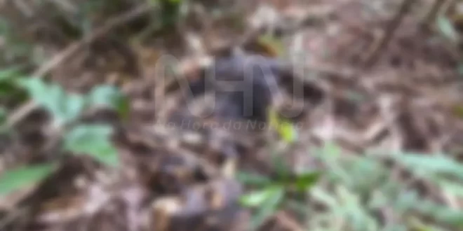 Violência no Acre: ossada de adolescente é encontrada em área de mata