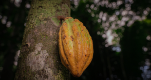 Cacauicultura fortalece o desenvolvimento rural sustentável e se consolida como alternativa econômica no Acre