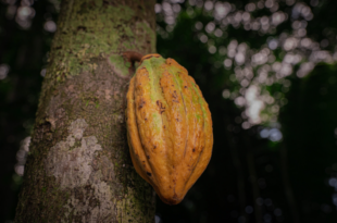 Cacauicultura fortalece o desenvolvimento rural sustentável e se consolida como alternativa econômica no Acre