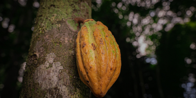 Cacauicultura fortalece o desenvolvimento rural sustentável e se consolida como alternativa econômica no Acre