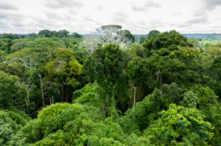 Governo do Acre sanciona lei que cria plataforma digital de transparência ambiental participativa