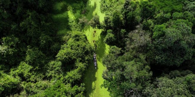Acre obtém aprovação final para fase de validação e verificação no padrão internacional de alta integridade para geração de créditos de carbono