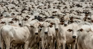 É muito gado: Acre possui 5.177.787 bovinos declarados  
