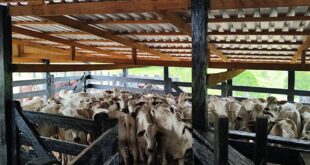 Produtores têm até amanhã, 10, para declarar atestado de imunização contra brucelose