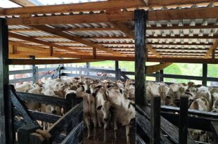 Produtores têm até amanhã, 10, para declarar atestado de imunização contra brucelose