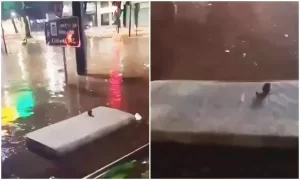 Inteligência animal: rato é flagrado pegando carona em motocicleta