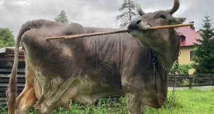 Inteligência animal: vaca aprende a usar vassoura para se coçar