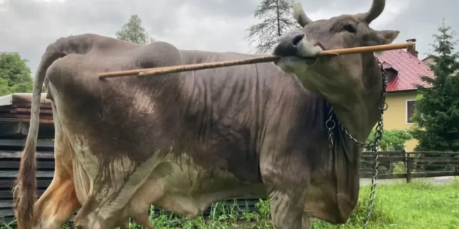 Inteligência animal: vaca aprende a usar vassoura para se coçar