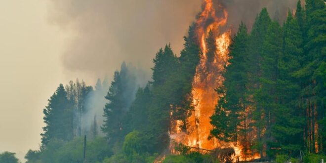 Incêndio na Patagônia: israelenses são flagrados com fogo no local