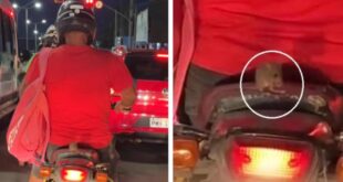Inteligência animal: rato é flagrado pegando carona em motocicleta